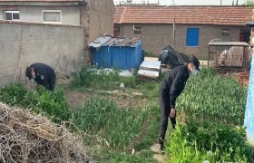 昌邑龙池和下营派出所开展毒品原植物排查工作