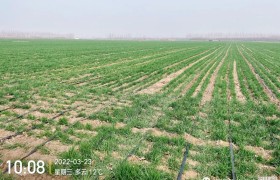 昌邑农业局为小麦拔节期管理提供技术意见